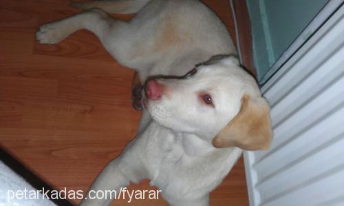 efejr. Erkek Labrador Retriever