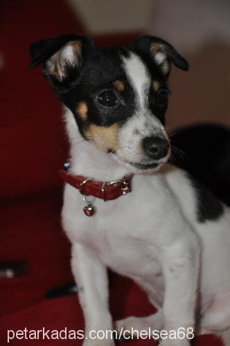 chelsea Dişi Jack Russell Terrier