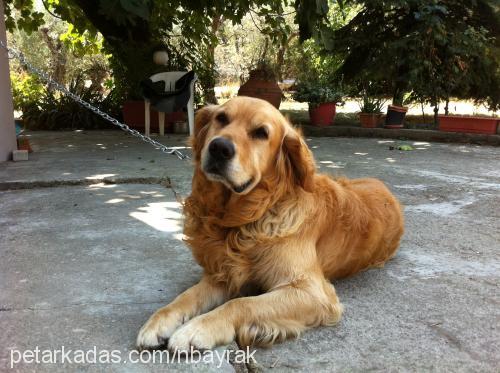 barnie Erkek Golden Retriever