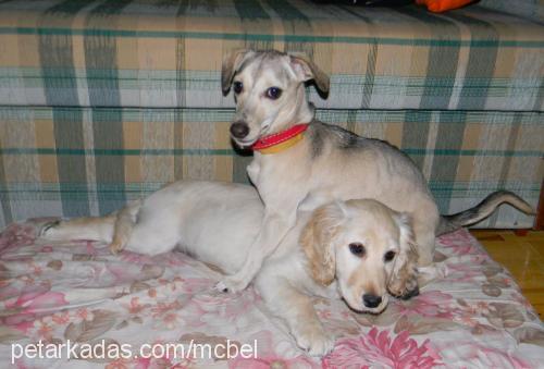 bade Dişi Jack Russell Terrier