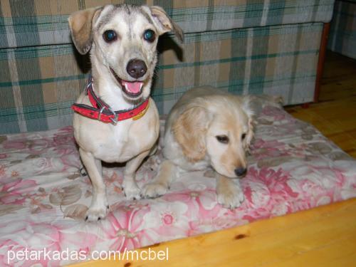 bade Dişi Jack Russell Terrier