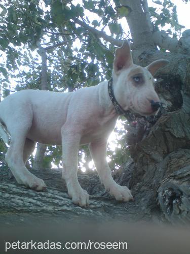 rose Dişi Bull Terrier