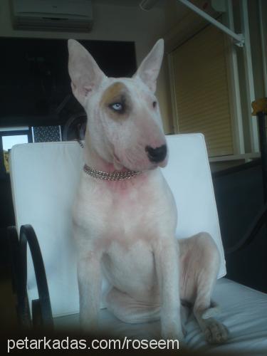 rose Dişi Bull Terrier