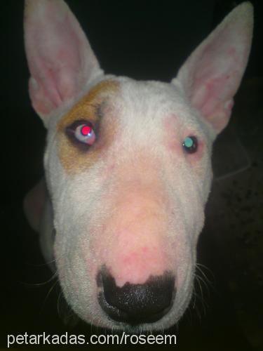 rose Dişi Bull Terrier