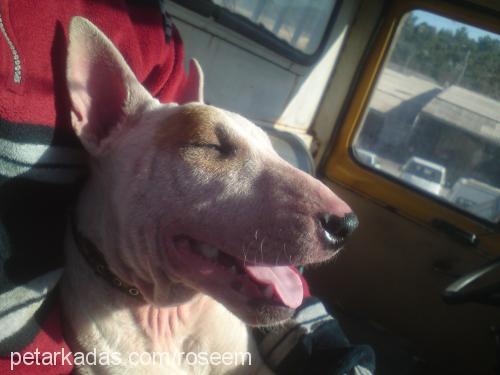 rose Dişi Bull Terrier