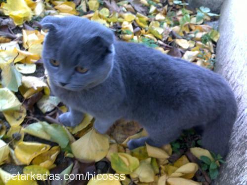 samur Erkek Scottish Fold