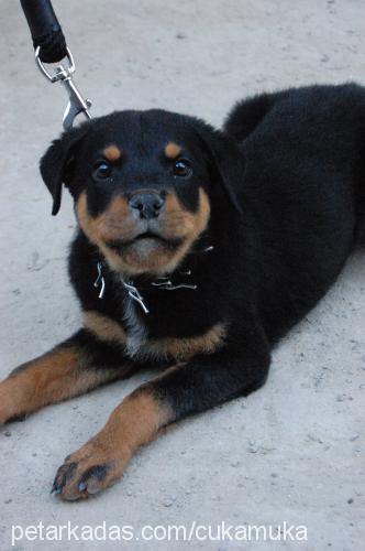 efe Erkek Rottweiler