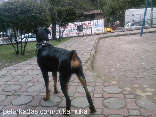 efe Erkek Rottweiler