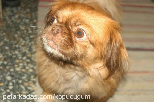 köpük Erkek Pekingese