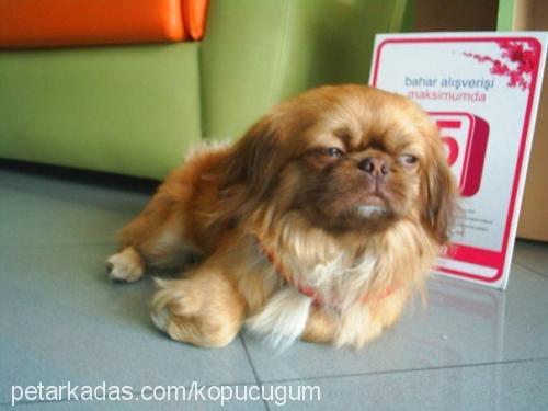 köpük Erkek Pekingese