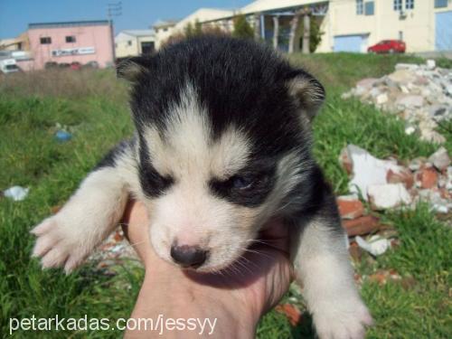 jessy Dişi Sibirya Kurdu (Husky)