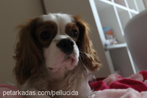 köfte Erkek Cavalier King Charles Spanieli