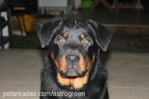 zeus Erkek Rottweiler