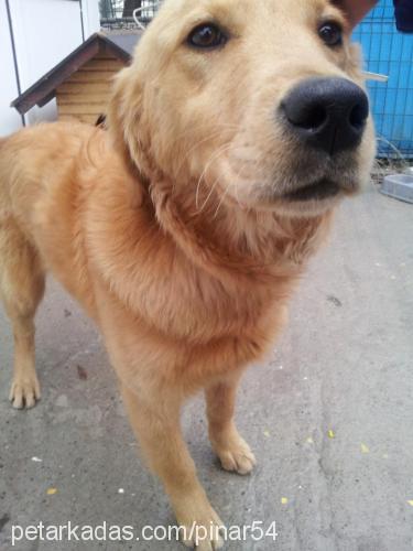 tarçın Dişi Golden Retriever