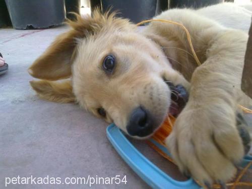 tarçın Dişi Golden Retriever