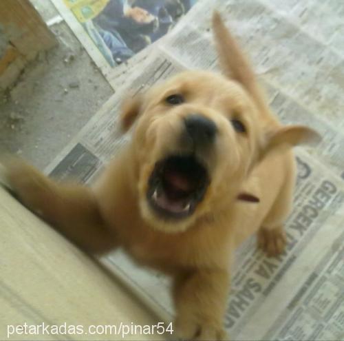 tarçın Dişi Golden Retriever