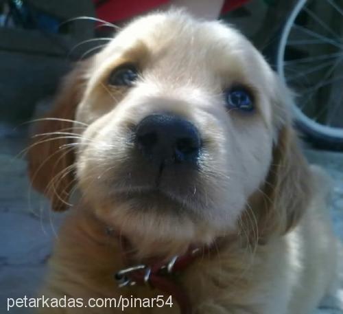 tarçın Dişi Golden Retriever