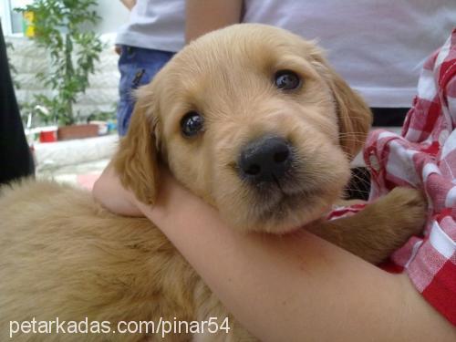 tarçın Dişi Golden Retriever