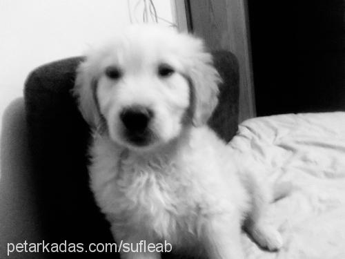 sufle Dişi Golden Retriever