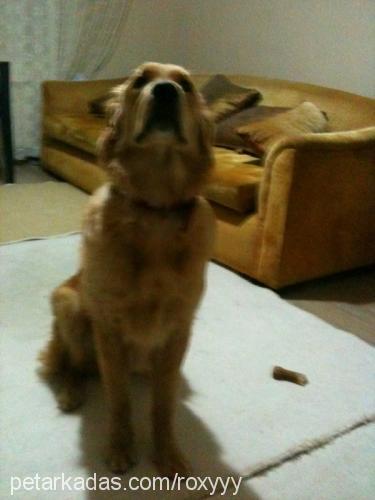 roxy Dişi Golden Retriever