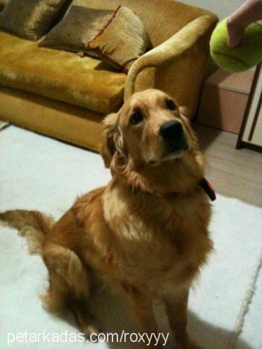 roxy Dişi Golden Retriever