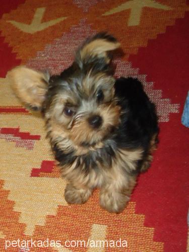 ares Erkek Yorkshire Terrier