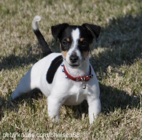 chelsea Dişi Jack Russell Terrier