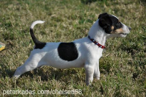 chelsea Dişi Jack Russell Terrier