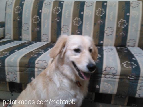 badem Dişi Golden Retriever