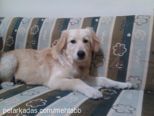 badem Dişi Golden Retriever