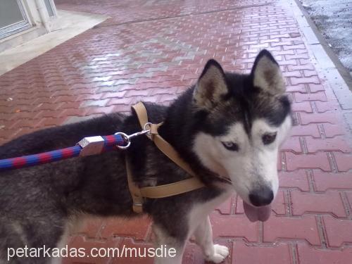 rex Erkek Sibirya Kurdu (Husky)