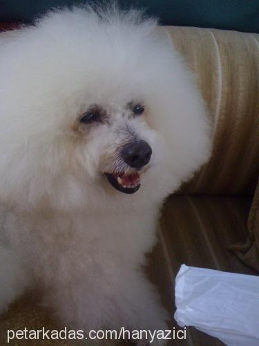 gucci Erkek Bichon Frise