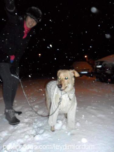 lady Dişi Golden Retriever