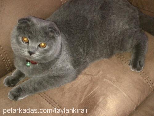 simit Erkek Scottish Fold