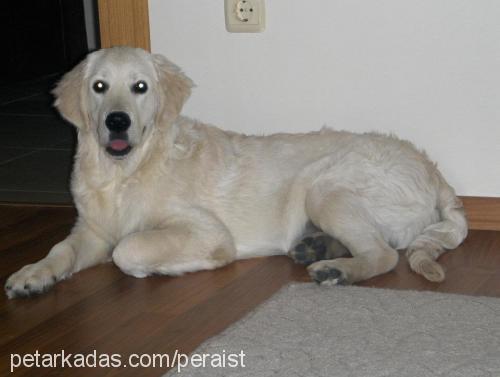 pera Erkek Golden Retriever