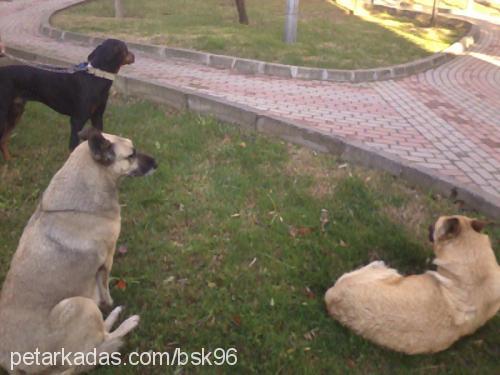 pamuk Dişi Alman Çoban Köpeği