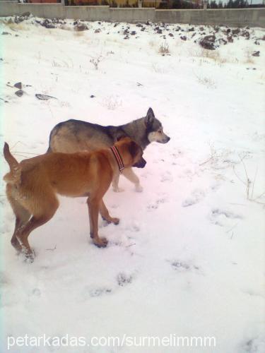 paşa Erkek Sibirya Kurdu (Husky)