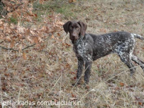 hera Dişi Alman Kısa Tüylü Pointer