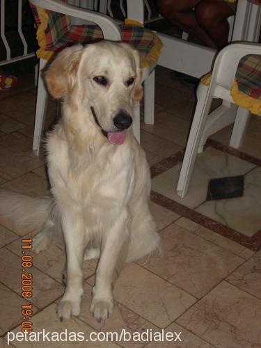 badİalex Erkek Golden Retriever