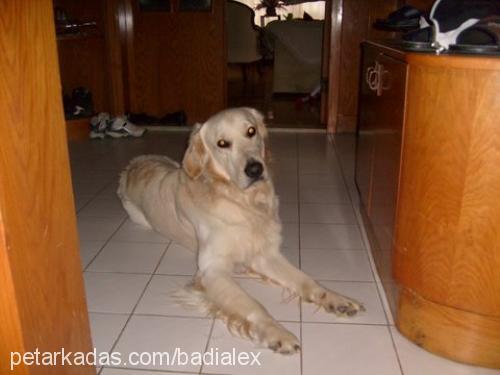 badİalex Erkek Golden Retriever