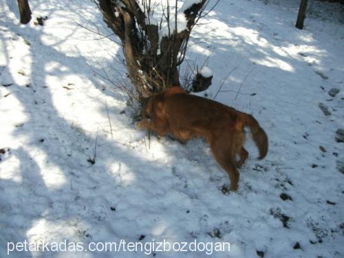 ares Erkek Golden Retriever