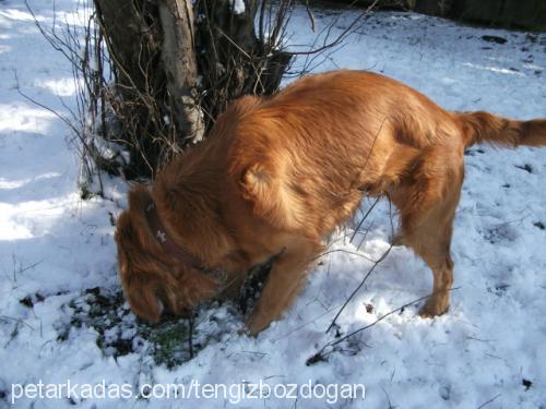 ares Erkek Golden Retriever