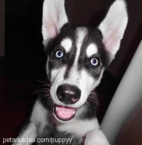 puppy Dişi Sibirya Kurdu (Husky)