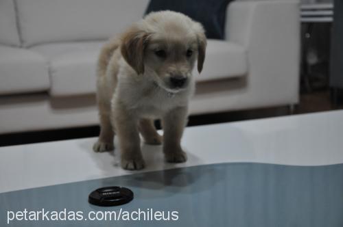 achilles Erkek Golden Retriever