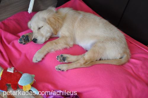 achilles Erkek Golden Retriever