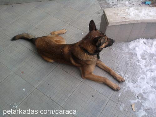 hector Erkek Belçika Malinois