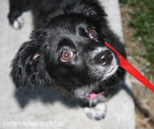 cazibe Dişi Border Collie