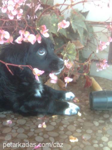 cazibe Dişi Border Collie