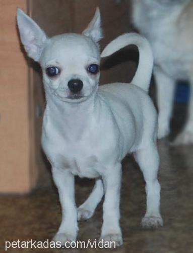 mico Erkek Chihuahua