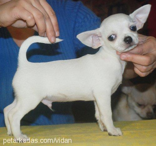 mico Erkek Chihuahua